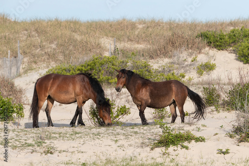 Wild Horses on the Northern End of the Outer Banks in the Sand Dunes at Corolla North Carolina © Dennis Donohue