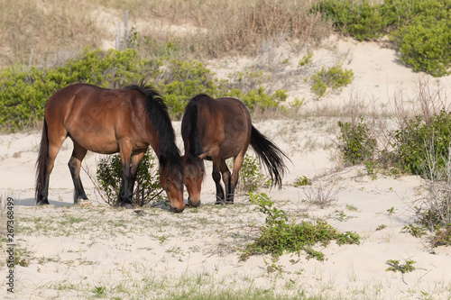 Wild Horses on the Northern End of the Outer Banks in the Sand Dunes at Corolla North Carolina