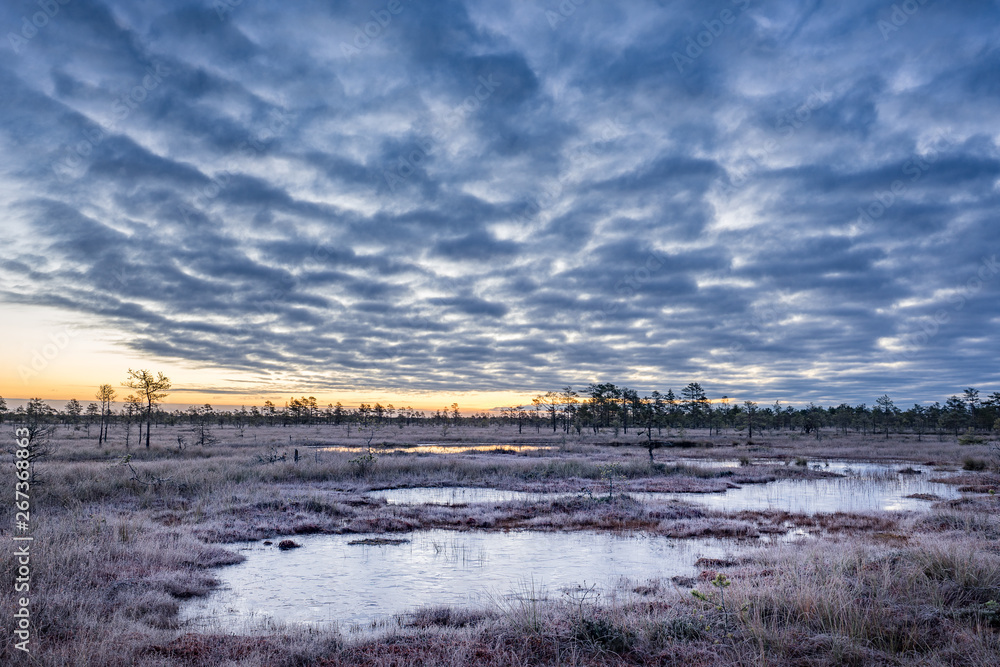 Sunrise in the bog. Icy cold marsh. Frosty ground. Swamp lake and nature. Freeze temperatures in moor. Blue fen. Muskeg natural environment. Sediment trees and frozen water. Sunrise in the bog. Icy cold marsh. Frosty ground. Swamp lake and nature. Freeze temperatures in moor. Blue fen. Muskeg natural environment. Sediment trees and frozen water.