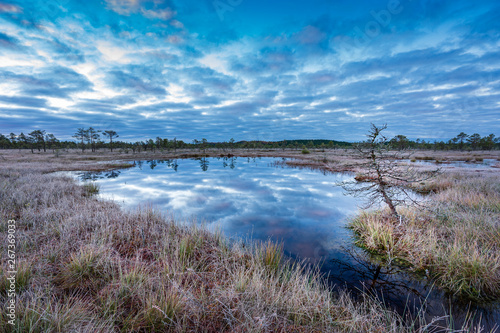 Sunrise in the bog. Icy cold marsh. Frosty ground. Swamp lake and nature. Freeze temperatures in moor. Blue fen. Muskeg natural environment. Sediment trees and frozen water.