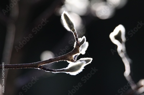 Close up of isolated shining fluffy white catkins on bare branches of magnolia tree in autumn sun against blurred black background, Germany