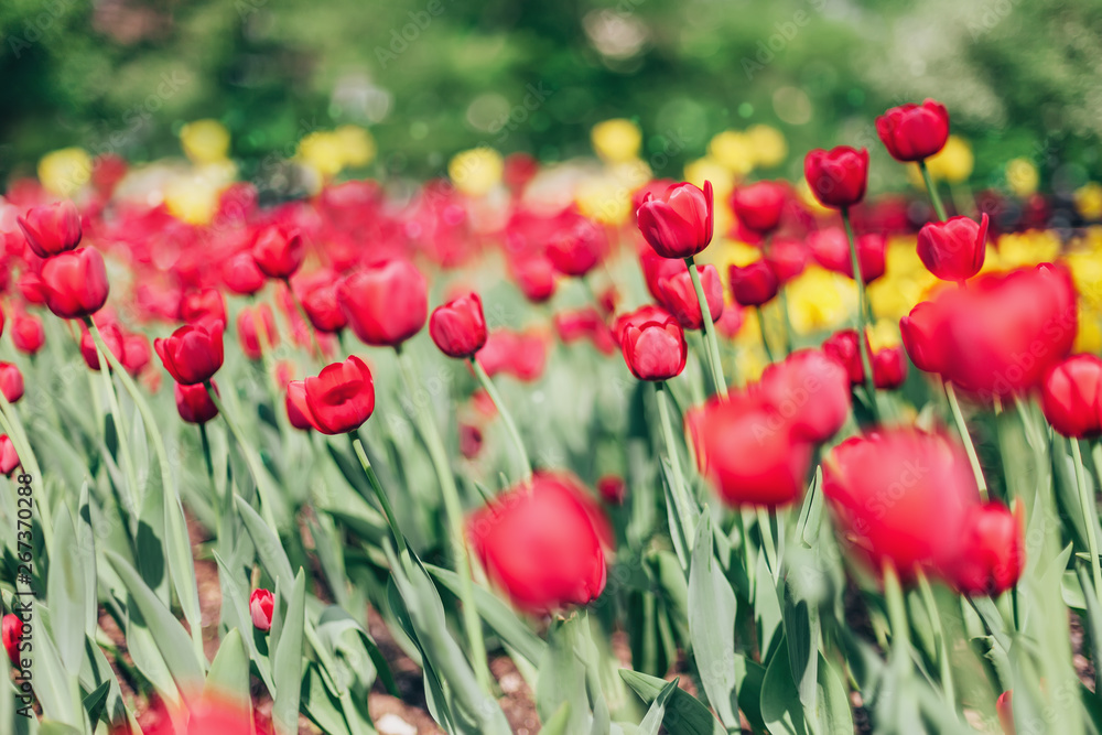 Fototapeta premium Red tulips, nature background. Shallow depth of field
