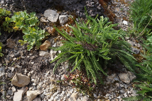 a green plant has grown on the stones