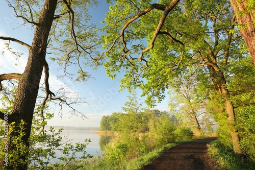 Fototapeta Naklejka Na Ścianę i Meble -  Oaks at the edge of a lake on a spring morning