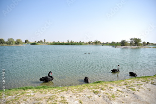 Black swans swimming in the Al Qudra lakes, Dubai, United Arab Emirates photo