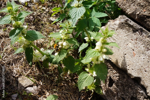 young nettle blooms beautifully in spring