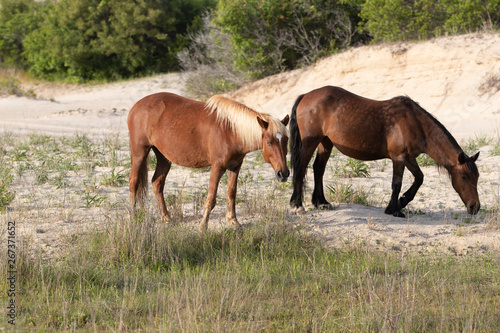 Wallpaper Mural Wild Horses on the Northern End of the Outer Banks in the Sand Dunes at Corolla North Carolina Torontodigital.ca