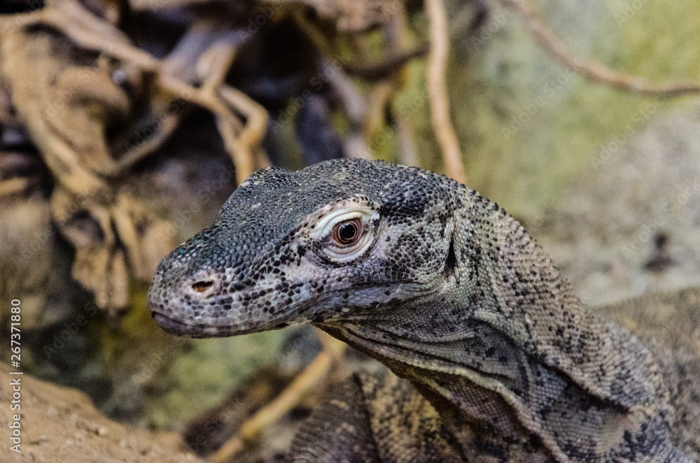lizard lizard