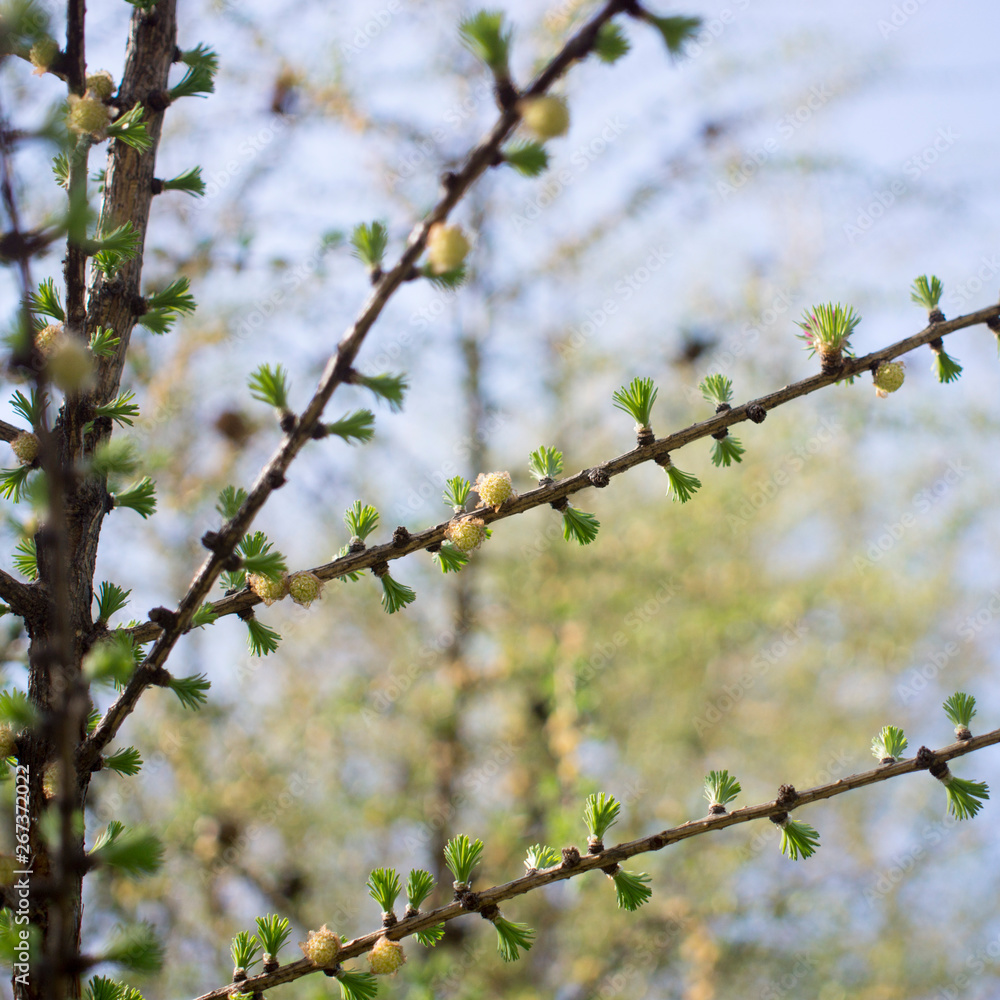 Small cones on a fir branch Small cones on a fir branch