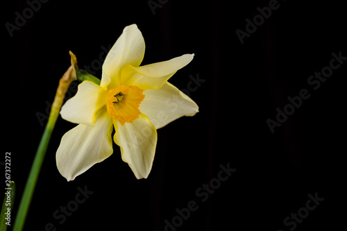 Narcissus closeup on black background