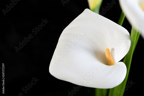 White calla close up on a black background horizontal orientation