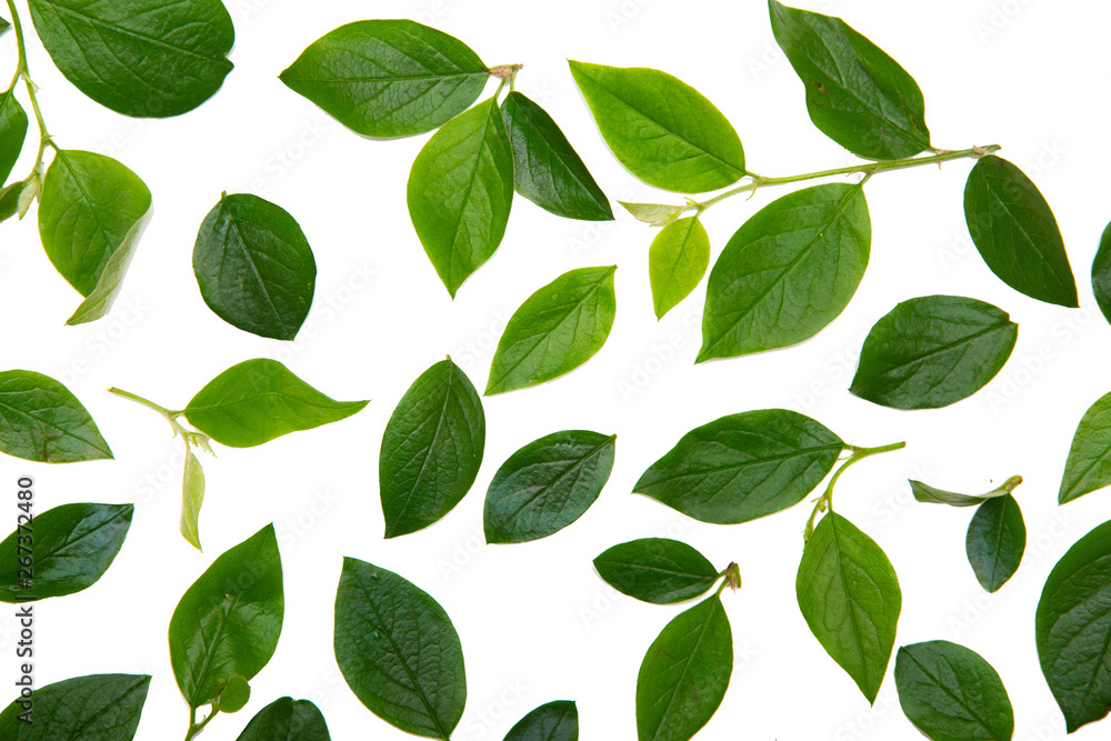 green leaves on white background green leaves on white background