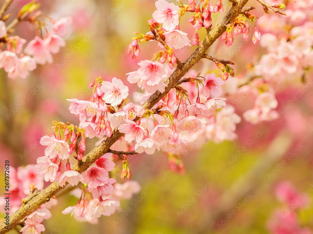 view of Wild Himalayan (Prunus) or Thai Sakura pink flowers cherry blossom on branches with nature blurred background, Doi Ang Khang, Chiang Mai, Thailand. view of Wild Himalayan (Prunus) or Thai Sakura pink flowers cherry blossom on branches with nature blurred background, Doi Ang Khang, Chiang Mai, Thailand.