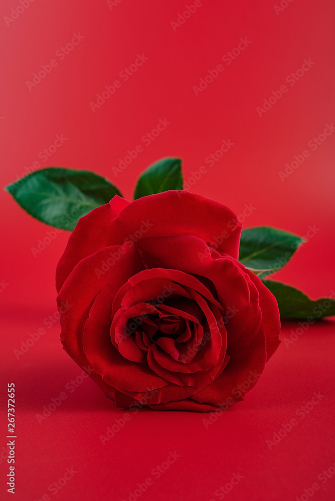 Beautiful romantic red rose poster background material
