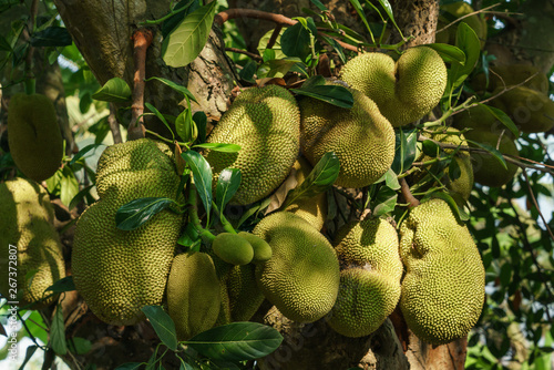 Jackfruits on the jackfruit tree photo