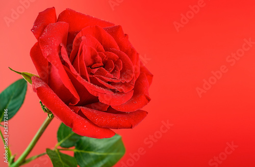 Beautiful romantic red rose poster background material
