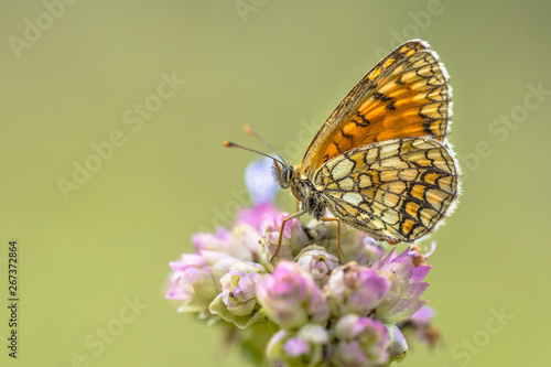 Meadow fritillary butterfly photo