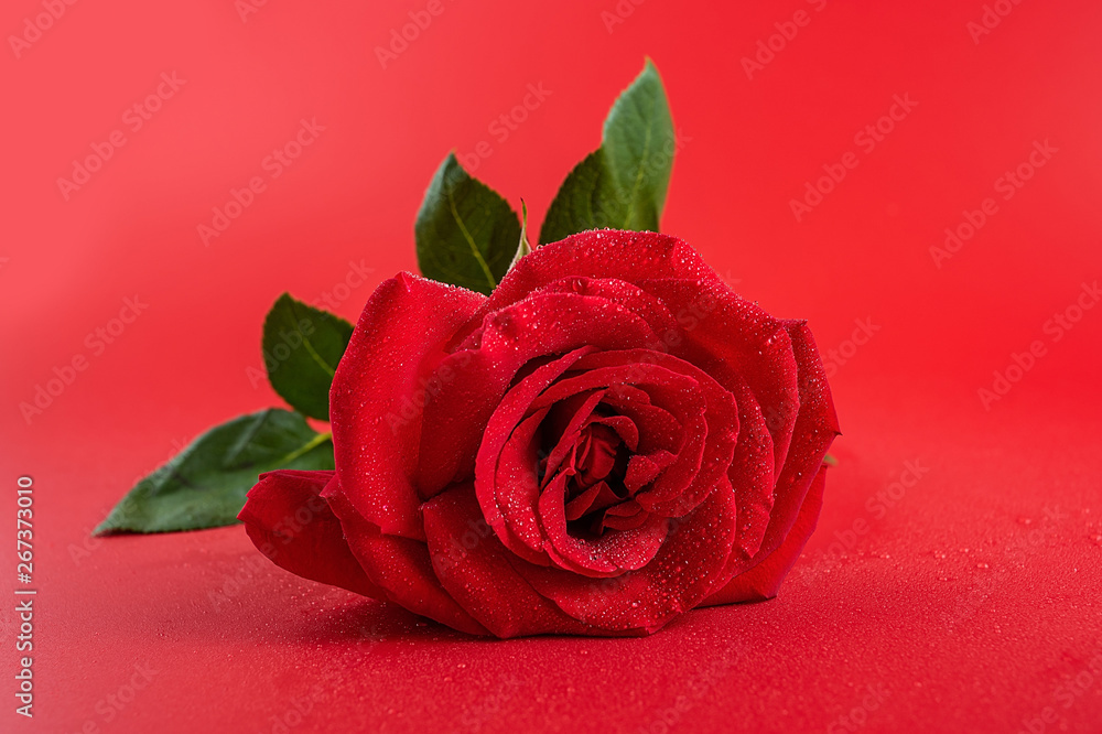 Beautiful romantic red rose poster background material Beautiful romantic red rose poster background material