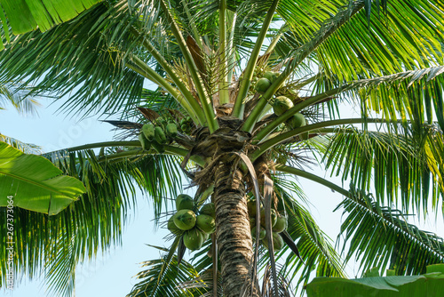 A coconut tree on sunny day