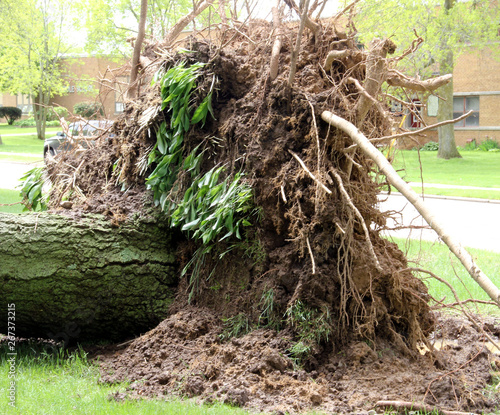 Tree uprooted from a wind storm
