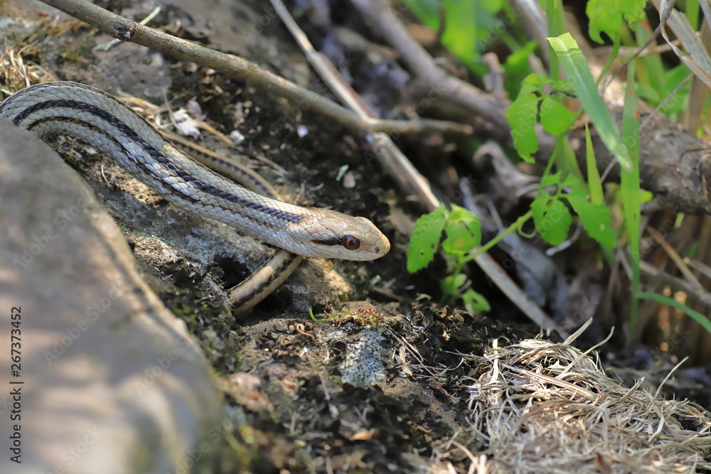 Fototapeta premium Snake