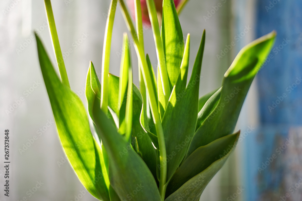 Obraz premium Green tulip stem, part of a flower, close-up