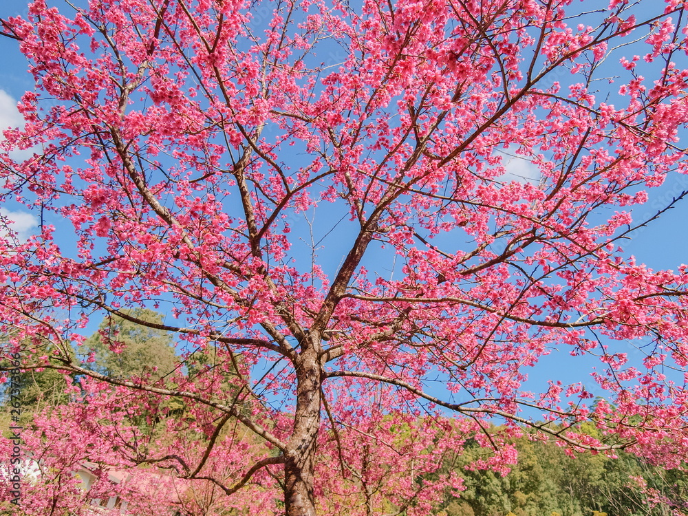 view of Prunus serrulata or Japanese cherry blossom on tree branches with blue sky background, Royal Project Garden in Doi Ang Khang, Chiang Mai, northern of Thailand. view of Prunus serrulata or Japanese cherry blossom on tree branches with blue sky background, Royal Project Garden in Doi Ang Khang, Chiang Mai, northern of Thailand.