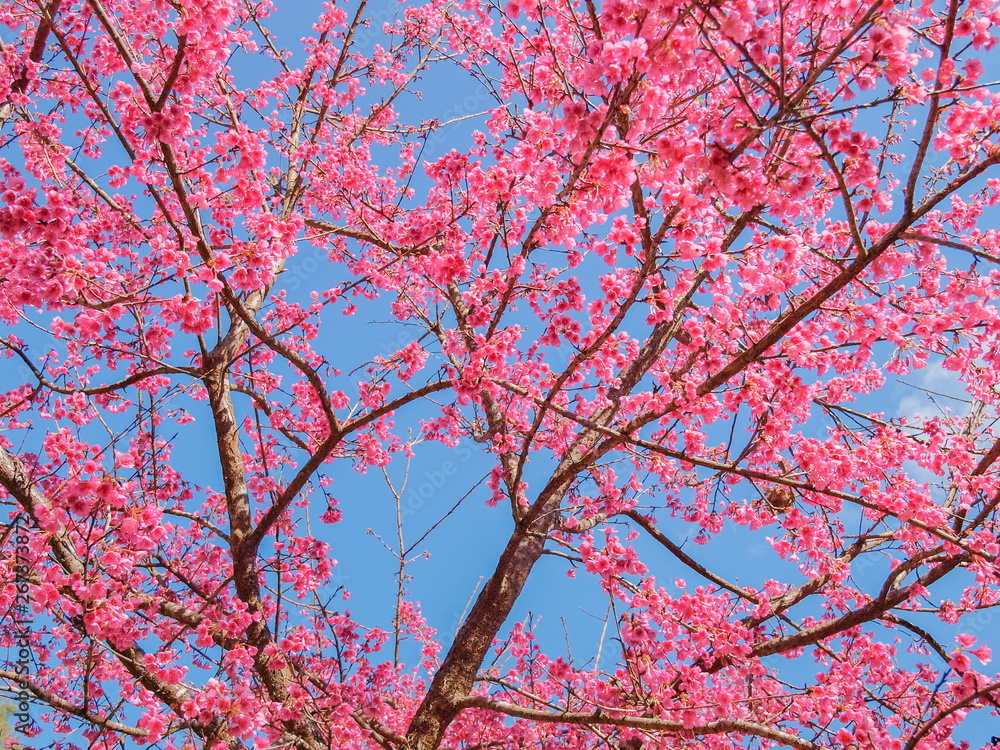 view of Prunus serrulata or Japanese cherry blossom on tree branches with blue sky background, Royal Project Garden in Doi Ang Khang, Chiang Mai, northern of Thailand.