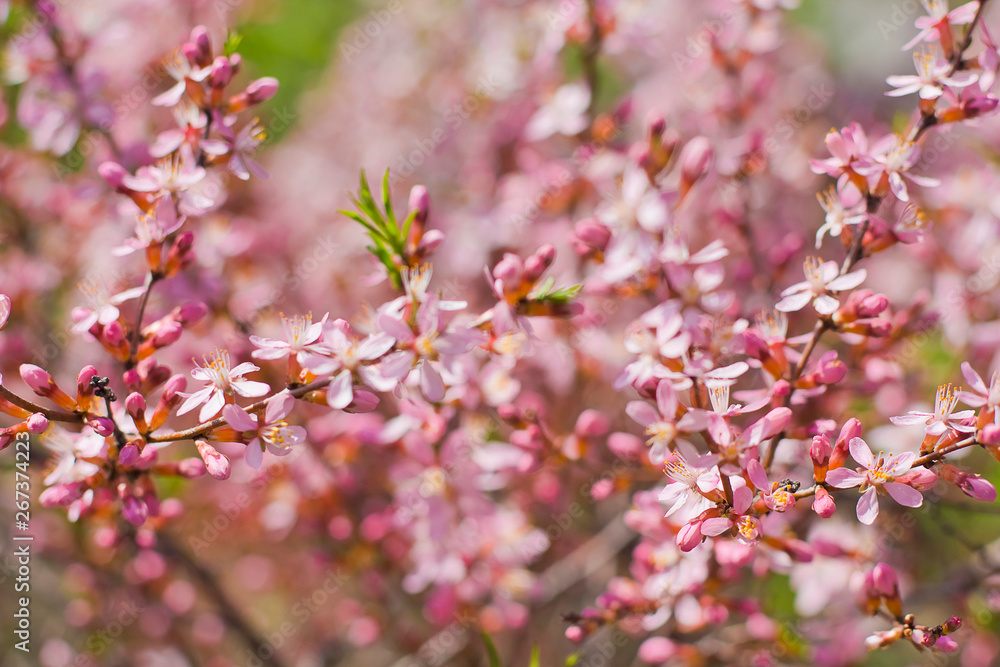 spring bloom of pink flowers. blooming garden. pink floral background spring bloom of pink flowers. blooming garden. pink floral background