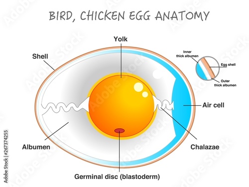 Bird, chicken egg anatomy. Egg embryo anatomy, section. Bird, Chicken Egg structure. Detailed birds and chickens reproduction. Simple annotated. White background. Editable 2d vector illustration.