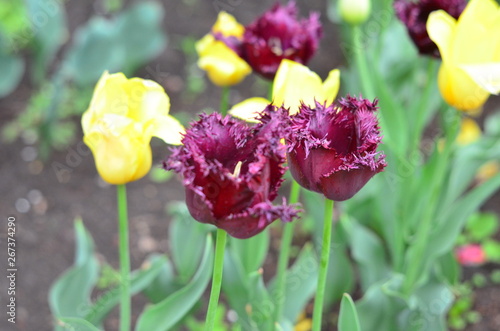 tulips in the garden