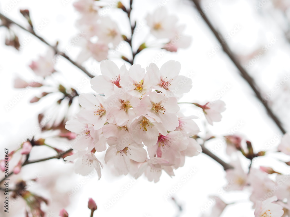 Fototapeta premium Close up of Cherry blossom