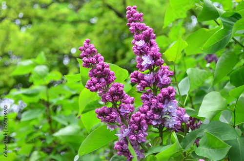 purple flowers in the garden