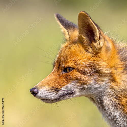 Red Fox portrait sideview © creativenature.nl