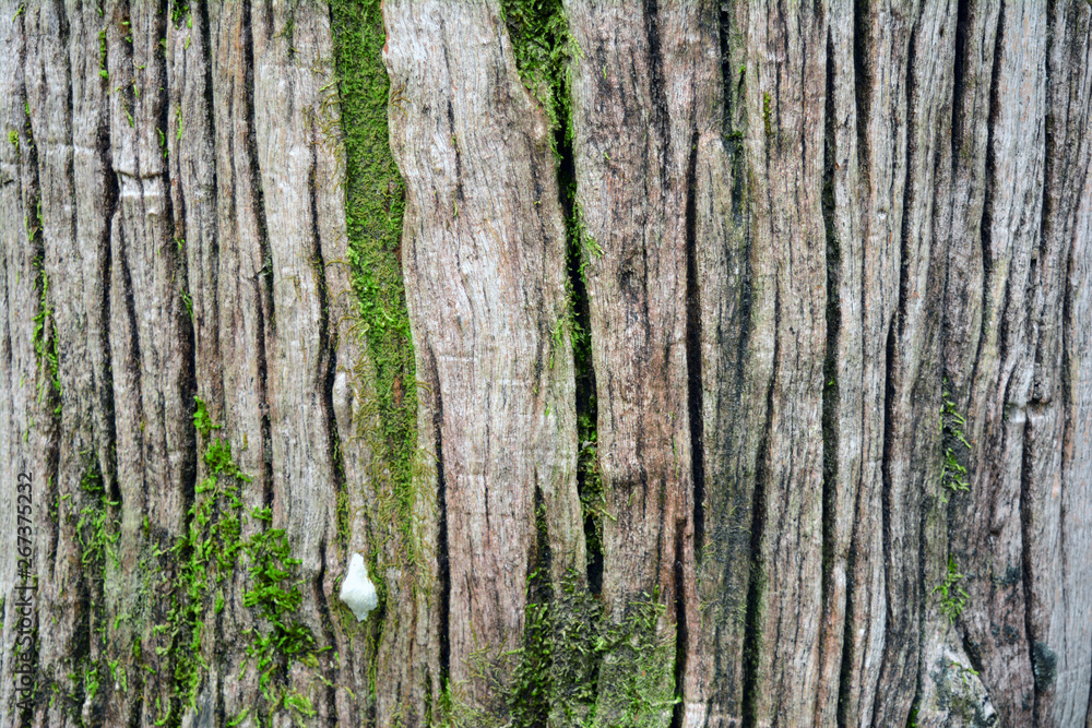 Obraz premium the cracked of old wood with green moss