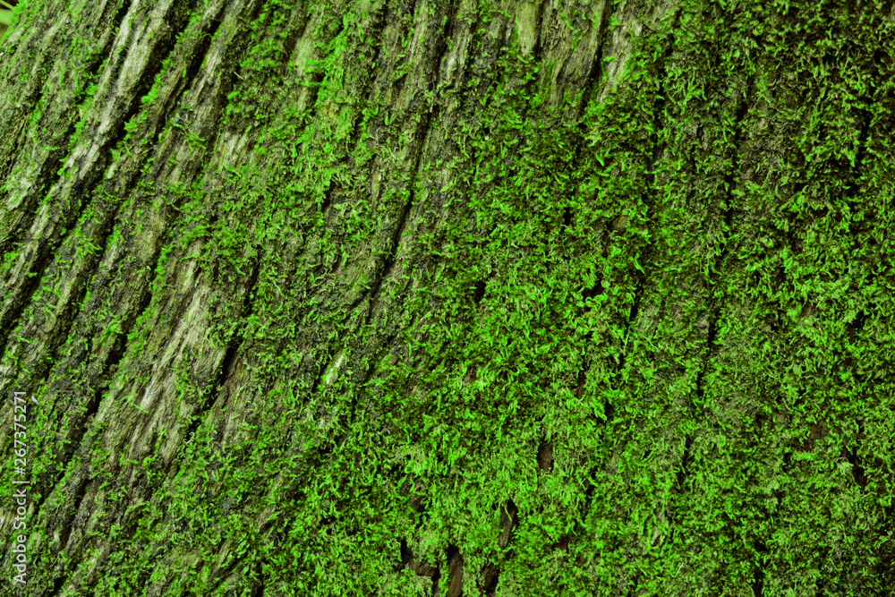 the cracked of old wood with many of green moss the cracked of old wood with many of green moss