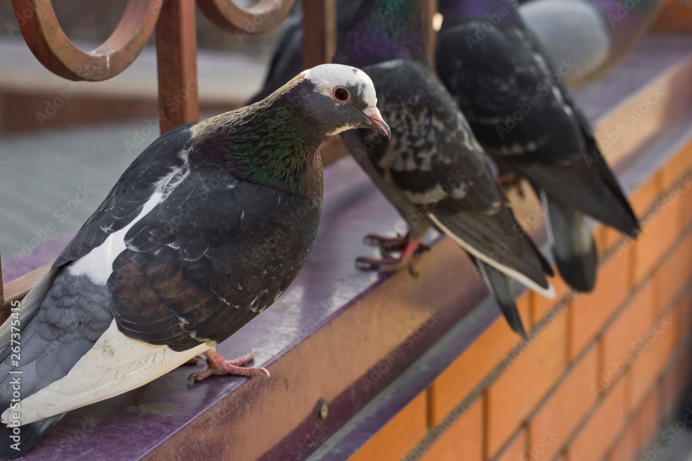 pigeons are sitting on an old forged fence Stock Photo | Adobe Stock