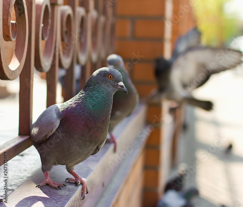  pigeons are sitting on an old forged fence