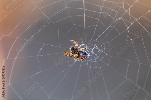 The spider sits on the weaved web and waits for the victim. Close up, macro 