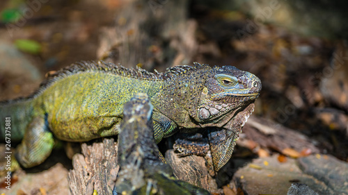 Green Iguana Lizard Reptile Animal