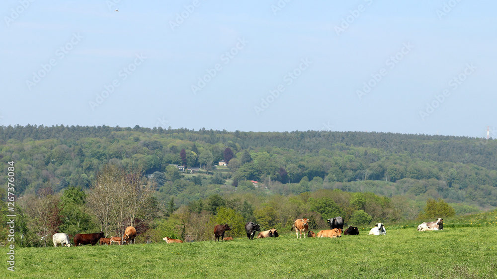 Un troupeau de vaches dans le pré Un troupeau de vaches dans le pré