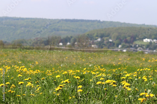 Tous    la campagne avec les fleurs