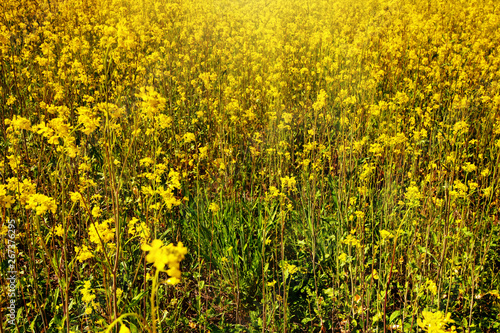 Beautiful fields of Bright yellow wild flowers. Summer. Winter cress. Barbarea.