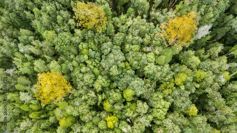 Aerial photo pf a forest in Tasmania