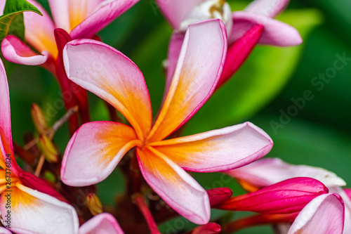 Frangipani flower (plumeria rubra), colorful blooming close view