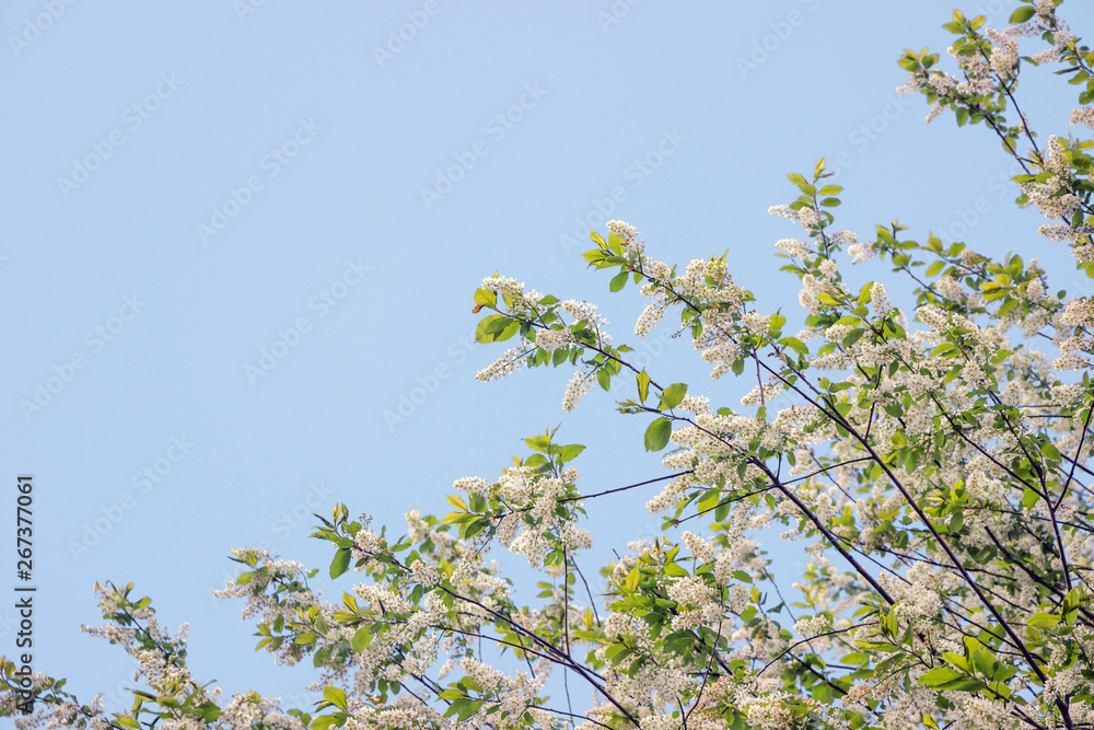 blooming bird cherry tree in blue sky blooming bird cherry tree in blue sky