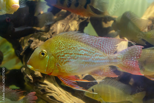 Eartheater Cichlid (Geophagus altifrons) swimming with other fish photo