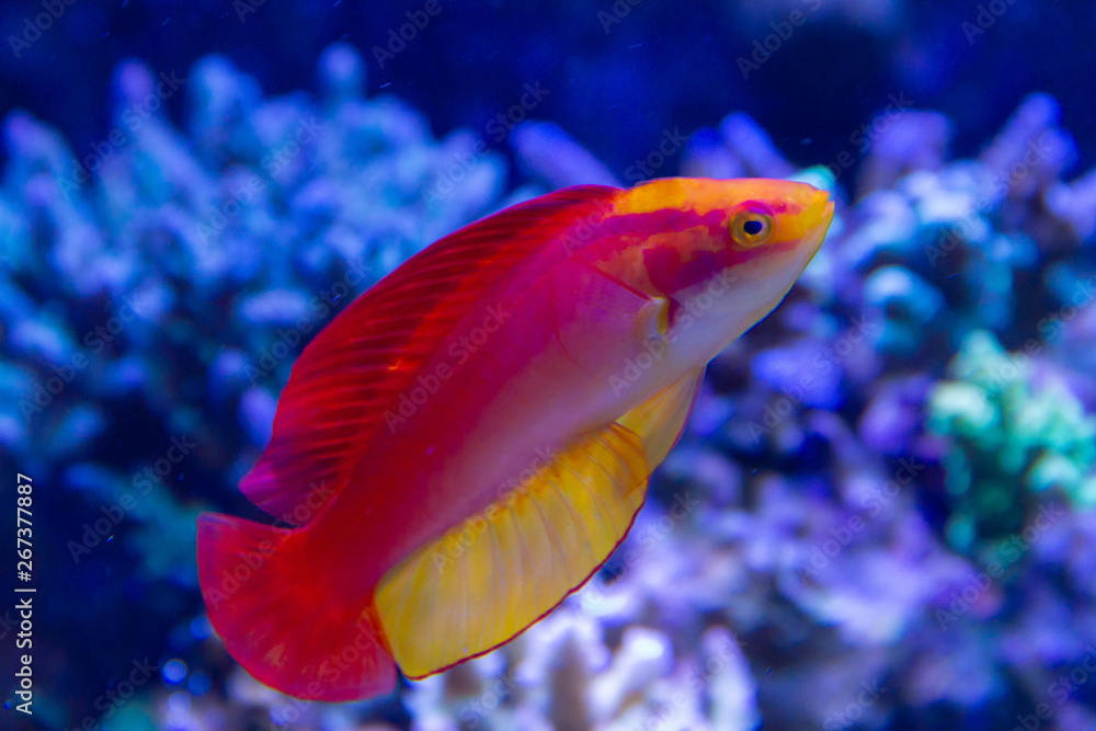 Obraz premium Flame Wrasse (Cirrhilabrus jordani) endemic wrasse species of Hawaiian Islands