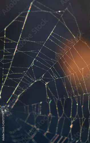 Pattern of the thinnest circular web twisted by a spider for enticement of insects. Ready photo background. Macro.