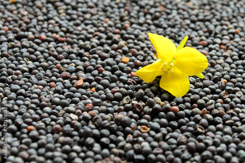 Bild auf Leinwand Yellow rapeseed flower with seeds in the form of a background
